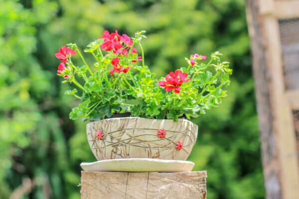Pflanzschale 23 rote Blüten