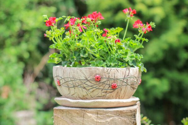 Pflanzschale 28 rote Blüten