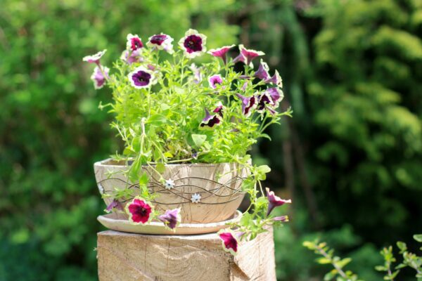 Pflanzschale 28 weiße Blüten